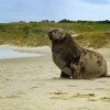 Lachtan novozelandsky - Phocarctos hookeri - New Zealand sea lion - whakahao 0208